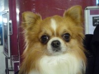 /album/exposicion%20internacional%20canina%20valls%202012%20%20milu%20de%20heport-can%20exc%201%c2%ba%20cac%20cacib%20mr/milu-de-heport-can-iii-jpg/